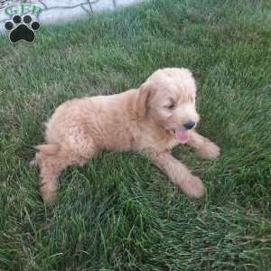 Beauty, Mini Goldendoodle Puppy